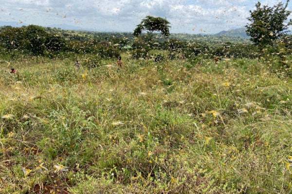 Swarm of 40-50 million adult desert locust hits millet fields in a village in Karuni, Kenya. (Image: Shutterstock)