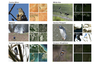 Ground-level bird images (left) alongside their four most similar satellite images (right) for six different bird species. Note that the satellite images are similar to each other while also being relevant for the corresponding bird species. (Jacobs lab)