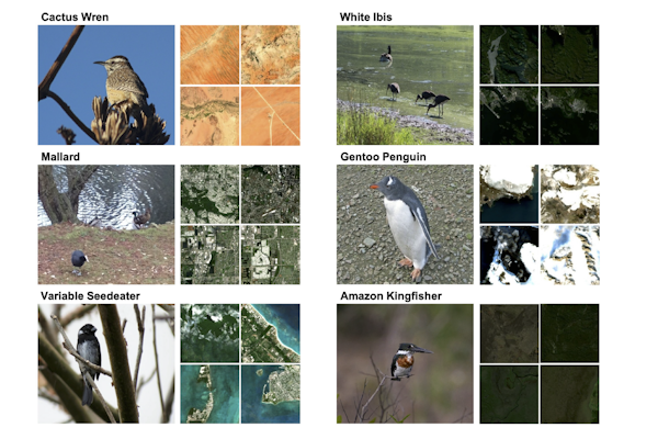 Ground-level bird images (left) alongside their four most similar satellite images (right) for six different bird species. Note that the satellite images are similar to each other while also being relevant for the corresponding bird species. (Jacobs lab)