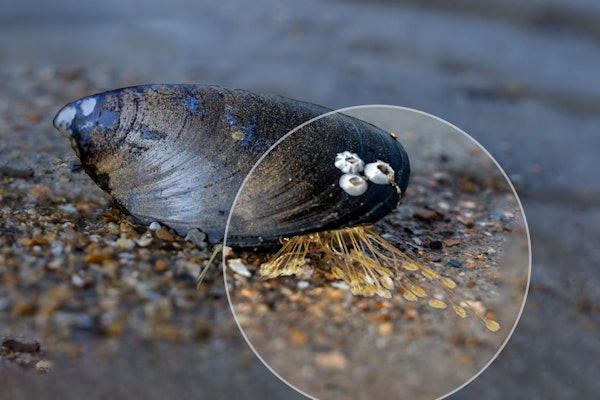 A research team is developing a hydrogel based on the adhesive properties of mussel foot proteins that could seal cracks in boats and act as a replacement for surgical sutures. (Image by Nathan Johnson | Pacific Northwest National Laboratory)