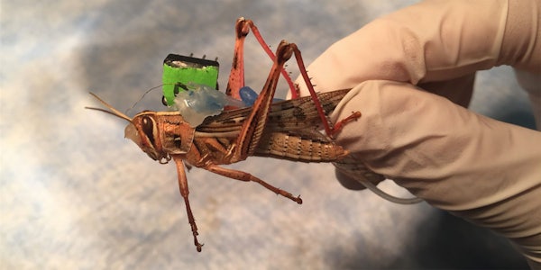 Sensors placed on locusts monitor neural activity while they are freely moving, decoding the odorants present in their environment. (Photo: Barani Raman)