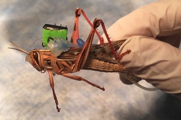 Sensors placed on locusts monitor neural activity while they are freely moving, decoding the odorants present in their environment. (Photo: Barani Raman)