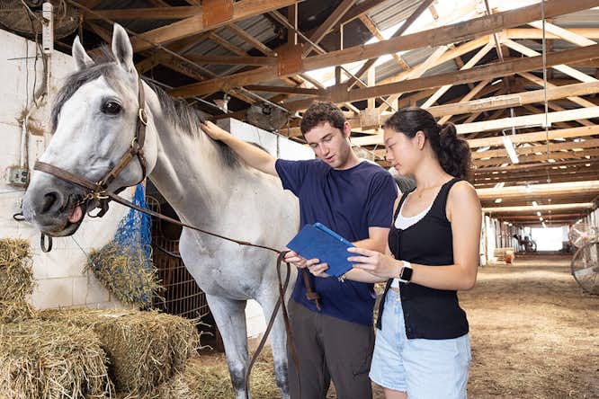 Student is helping local startup Equine Smartbit build a 'smartwatch' for horses