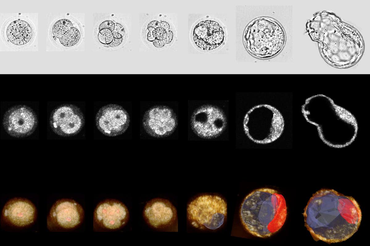 Time-lapse 3D optical coherence microscopy (OCM) and bright-field imaging of a developing mouse embryo during the blastocyst stages. The top row features standard bright-field images, while the second and third rows display the en face slice projection and OCM 3D rendering derived from OCM images, respectively. (Credit: Zhou lab)