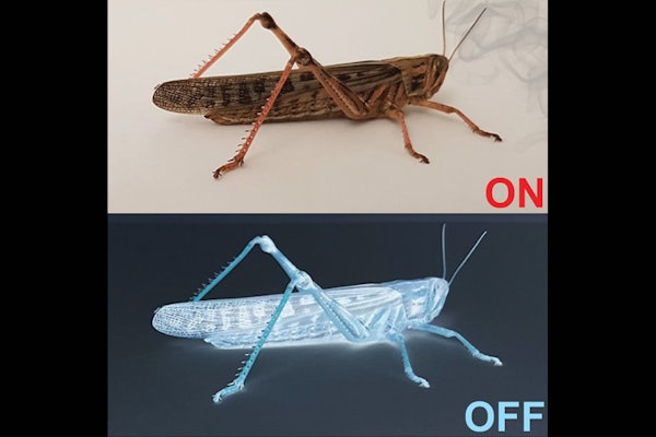 After reaching a threshold of ON neurons, a locust can smell an odor. Once OFF neurons fire, the smell goes away. (Image: Raman lab)