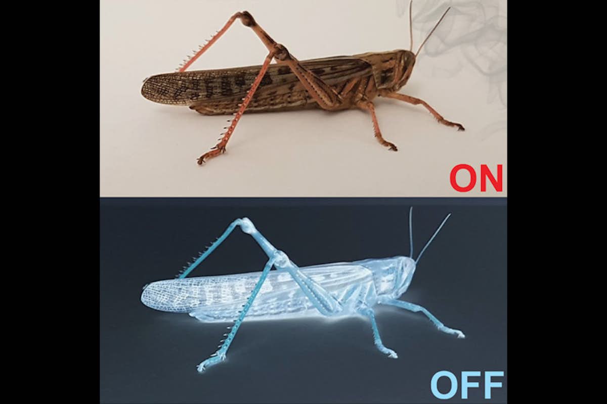 After reaching a threshold of ON neurons, a locust can smell an odor. Once OFF neurons fire, the smell goes away. (Image: Raman lab)
