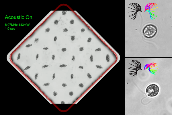 Washington University researchers created an acoustic microfluidic method that offers new opportunities to conduct experiments with swimming cells and microorganisms. This image shows acoustic trapping and releasing (left), and trapped cells with synchronous (right top) and asynchronous cilia waveform (right bottom).