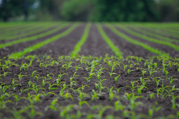 Researchers at the McKelvey School of Engineering published their technique for measuring just how much of a new, gene-silencing pesticide is present in a few grams of soil. (Image: Shutterstock)