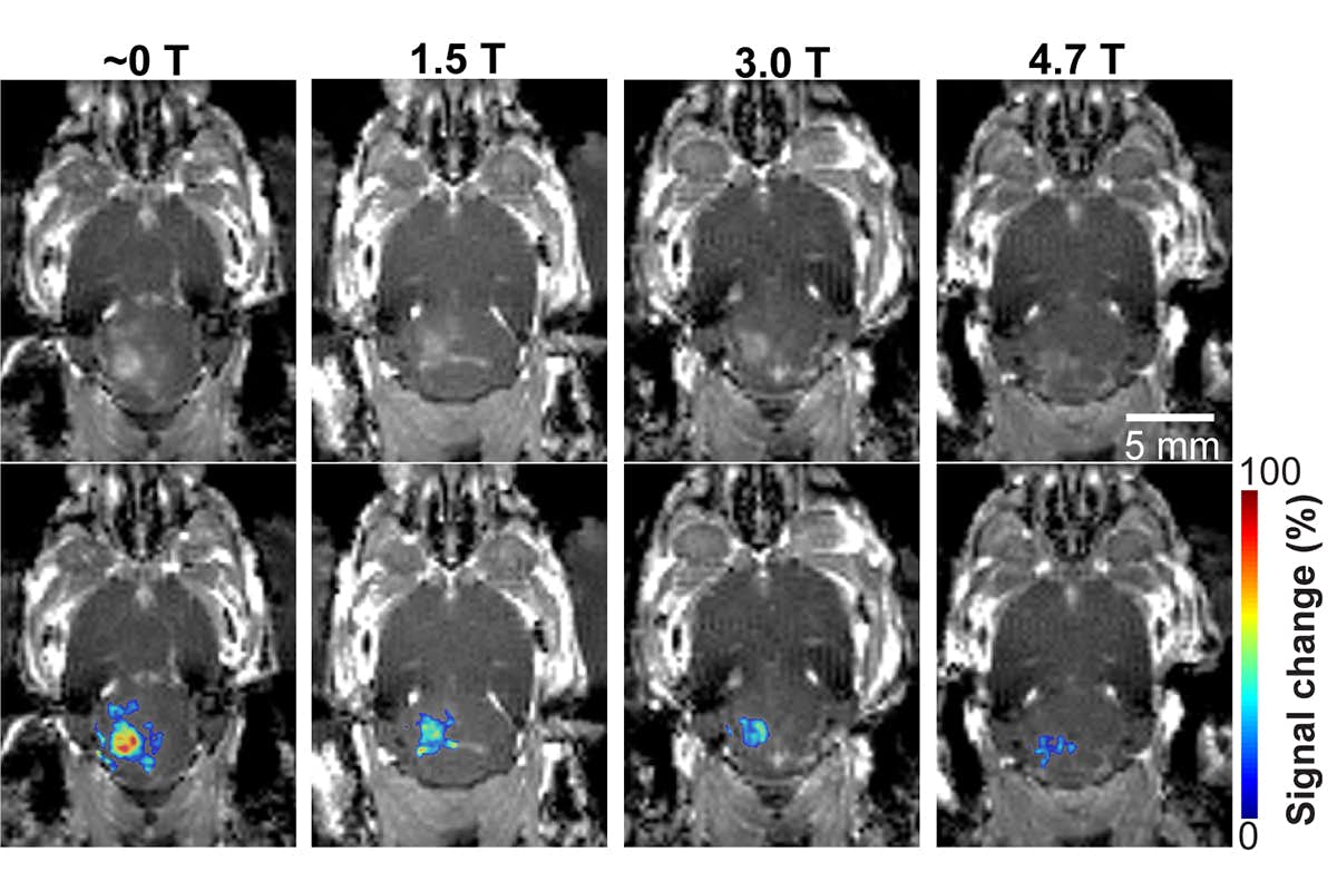 In a mouse model study of MRI-guided focused ultrasound-induced blood-brain barrier (BBB) opening at MRI field strengths ranging from approximately 0 T (outside the magnetic field) to 4.7 T, the static magnetic field dampened the detected microbubble cavitation signal and decreased the BBB opening volume.