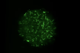 Shown is a 3D rendering of an islet of Langerhans, a micro-organ in the pancreas that is involved in the regulation of blood sugar, labeled with green fluorescent protein. Researchers at Washington University in St. Louis have received a grant from the Arnold and Mabel Beckman Foundation to develop the computational tools necessary to analyze the big data generated by light-sheet microscopy.