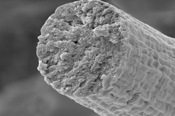 Researchers at the McKelvey School of Engineering at Washington University in St. Louis have developed a synthetic chemistry approach to polymerize proteins inside of engineered microbes. This enabled the microbes to produce the high molecular weight muscle protein, titin, which was then spun into fibers. In the future, such material could be used for clothing, or even for protective gear. (Image: Fuzhong Zhang Lab)