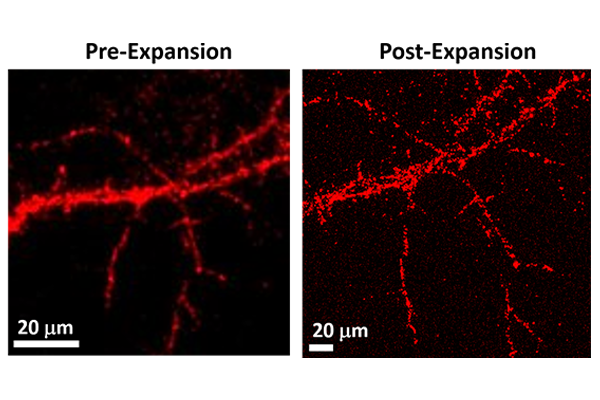 Srikanth Singamaneni and Barani Raman, who work in different fields of engineering, combined their expertise to create a new technique called plasmon-enhanced expansion microscopy that will aid researchers in mapping neural networks, or the connections between neurons. (Credit: Singamaneni lab)
