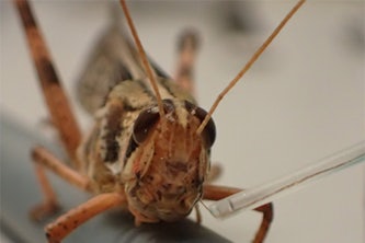 Researchers in the McKelvey School of Engineering have long sought to understand the power of the locusts’ sensing, computing and locomotory capabilities. With a $4.3 million grant from the National Science Foundation, they will converge that research to develop a “cyborg,” or mobile robot or drone, that can mimic the locusts’ behaviors. (Credit: Raman lab)