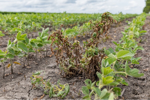 Waterhemp and weeds wilting and dying in soybean field after dicamba herbicide spraying. New research from the McKelvey School of Engineering found the chemical process that explains why dicamba sometimes spreads through the air. (Image: Shutterstock)