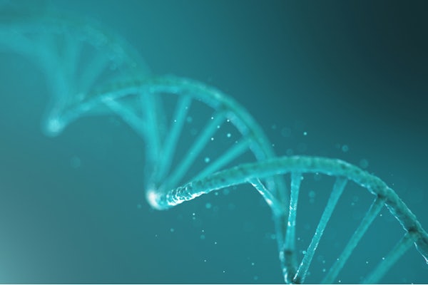 Research from the lab of Kimberly Parker has upended common assumptions about the lifespan of double-stranded RNA that may prove useful to fields from agriculture to medicine. (Image: Shutterstock)