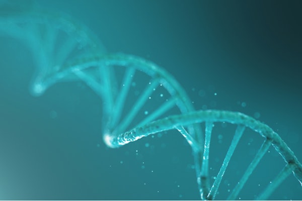 Research from the lab of Kimberly Parker has upended common assumptions about the lifespan of double-stranded RNA that may prove useful to fields from agriculture to medicine. (Image: Shutterstock)