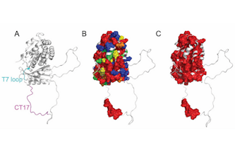 Researchers in the McKelvey School of Engineering and in the Department of Biology collaborated to discover how a small part of a key bacterial division protein functions at the molecular level. Here, protein sectors identified within FtsZ show covariation of the CT17 and most of the core domain surface, including the T7 loop.