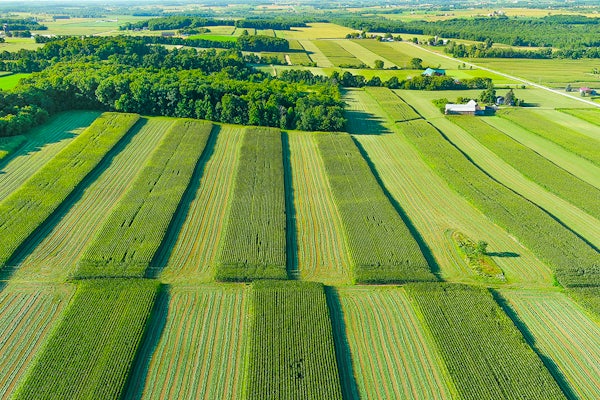 In 2020, about 90% of all corn, cotton and soybeans planted in the United States were genetically modified to tolerate one or more herbicides, such as glyphosate, dicamba or 2,4-dichlorophenoxyacetic acid (2,4-D). (iStock photo)