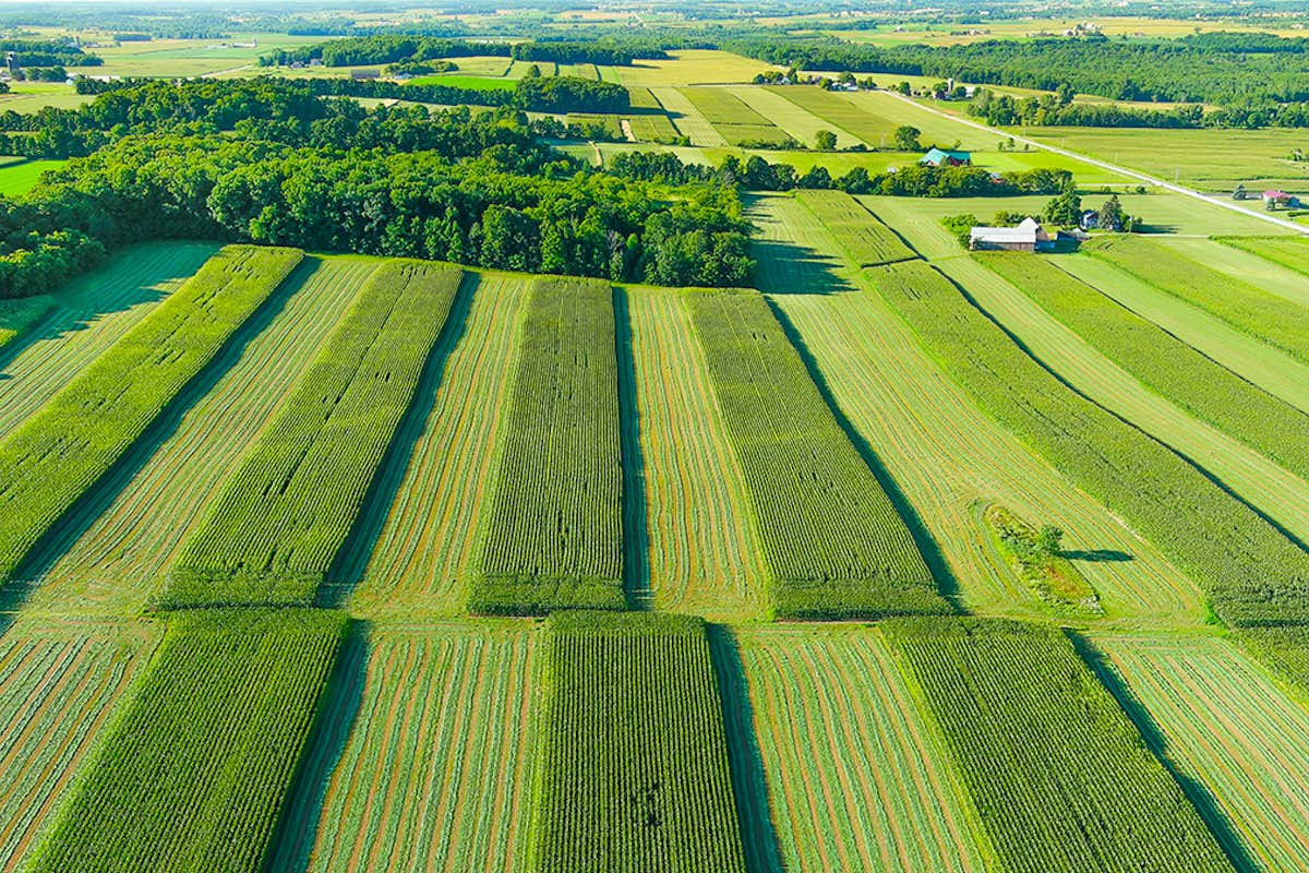 In 2020, about 90% of all corn, cotton and soybeans planted in the United States were genetically modified to tolerate one or more herbicides, such as glyphosate, dicamba or 2,4-dichlorophenoxyacetic acid (2,4-D). (iStock photo)