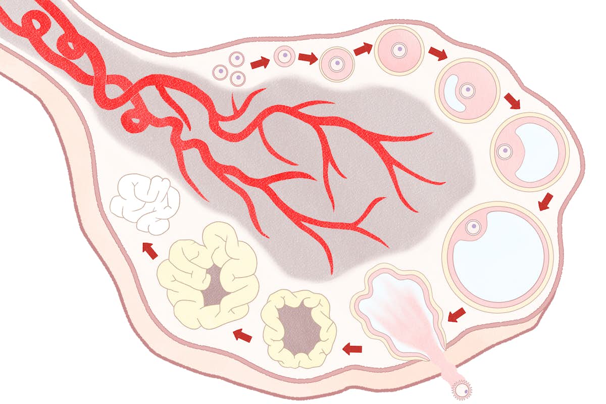 Alexandra Rutz, assistant professor of biomedical engineering, plans to take a mechanobiology approach to investigate how the dynamic stiffness of the microenvironment of ovarian follicles determines which are selected for growth. (Credit: iStock photo)