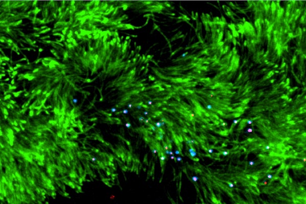 Mike Vahey’s lab is using cilia (in green) to study how influenza virus particles (in blue and red) spread through their environment. (Credit: Vahey lab)