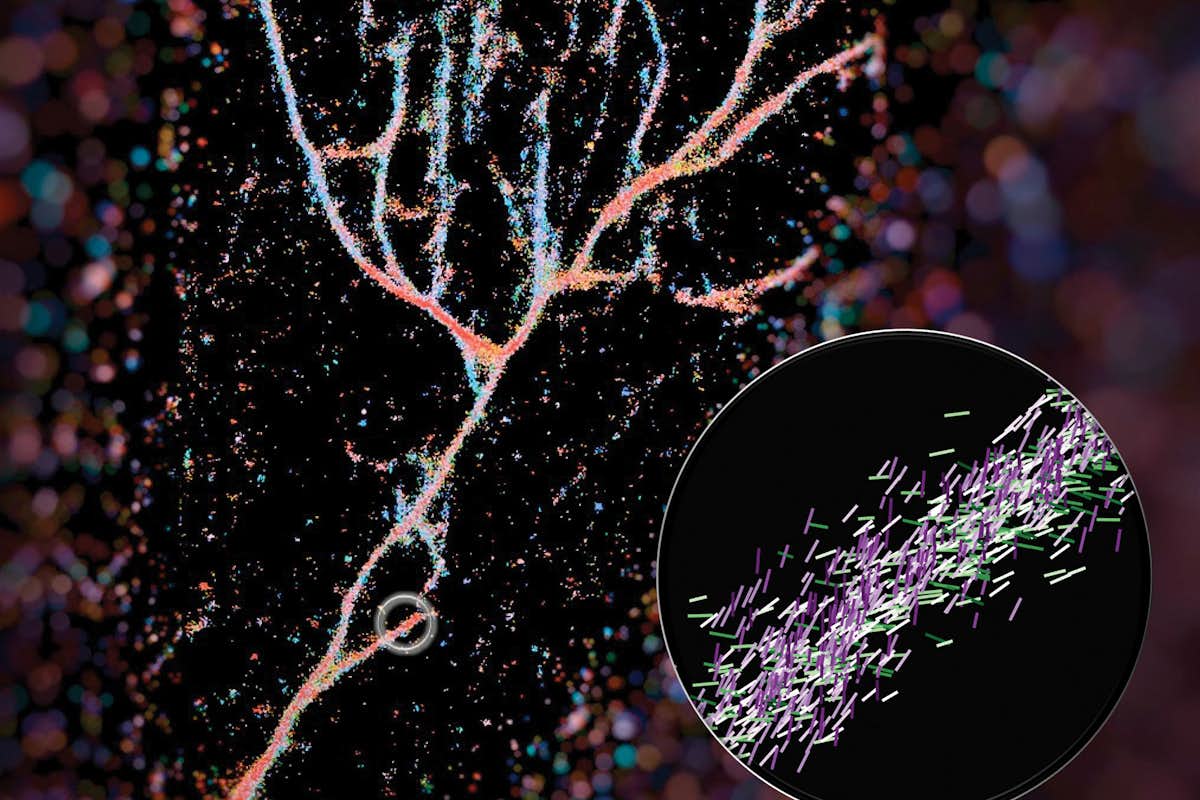 Single-molecule orientation–localization microscopy captures fluorescence from Nile red molecules as they transiently bind to fibrils composed of engineered KFE8 peptides.  (Image: Weiyan Zhou)