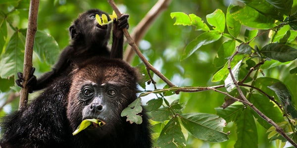 Black howler monkeys eat leaves in the tropical forest. (Photo: Shutterstock)